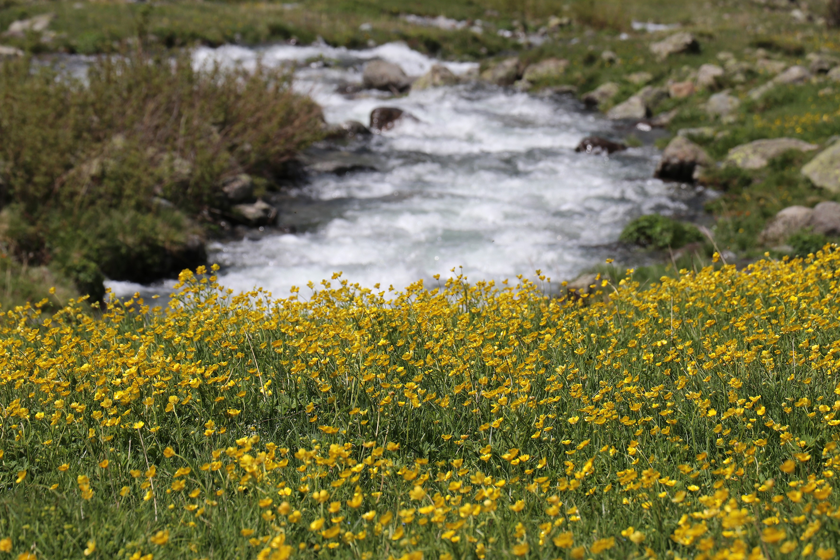 Yazın geldiği Dulağa Yaylası, Alpler'i aratmıyor