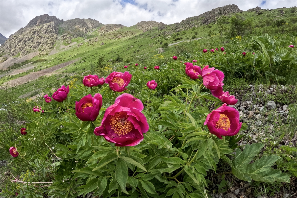 Erzurum-Rize yaylaları, keşfedilmeyi bekliyor