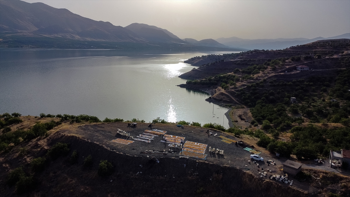 Malatya'da kayısı hasadında görsel şölen