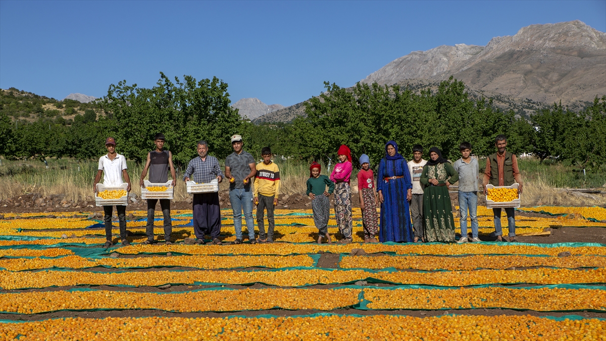 Malatya'da kayısı hasadında görsel şölen