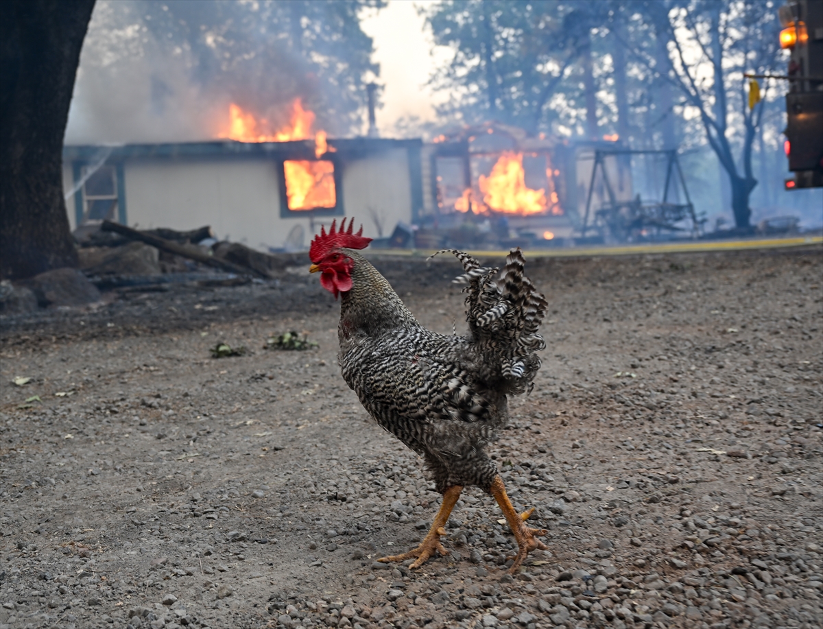 Kaliforniya'da orman yangınlarıyla mücadele
