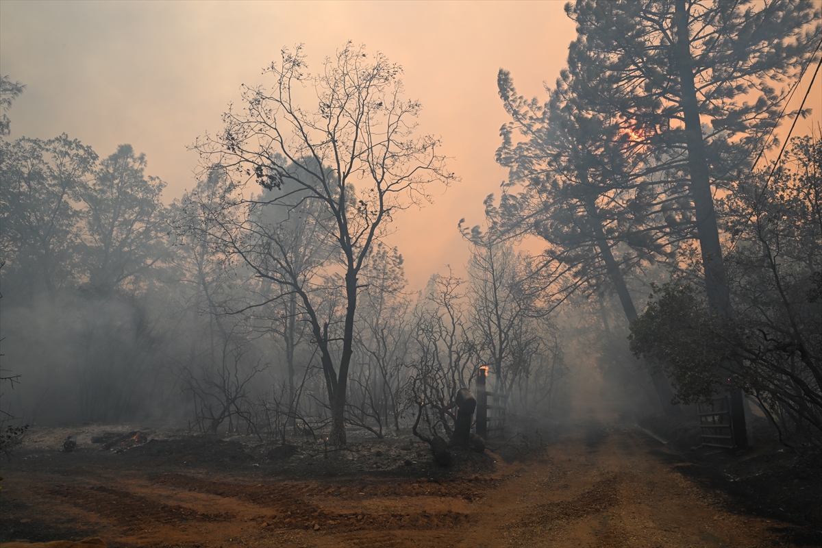 Kaliforniya'da orman yangınlarıyla mücadele