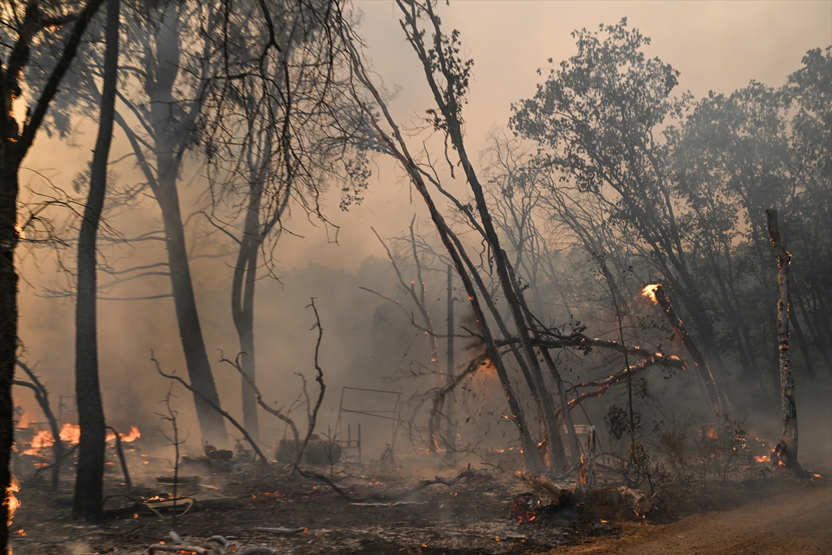 Kaliforniya'da orman yangınlarıyla mücadele