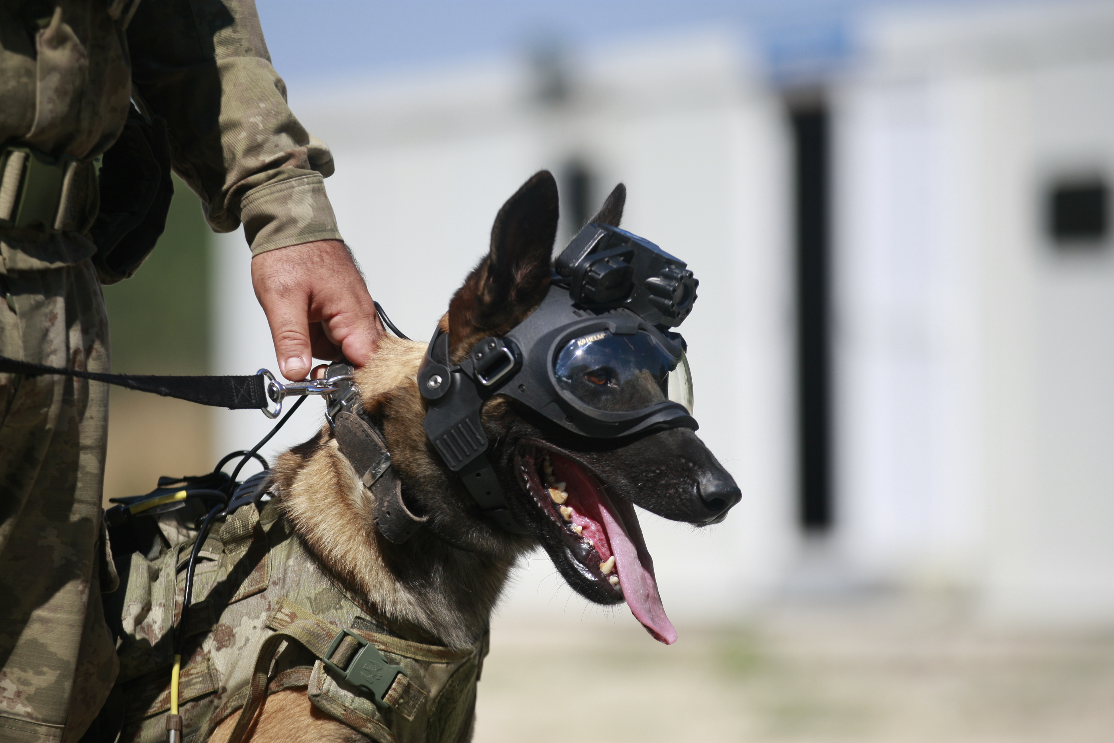 TSK'nın askeri köpekleri için yeni bir sistem geliştirildi
