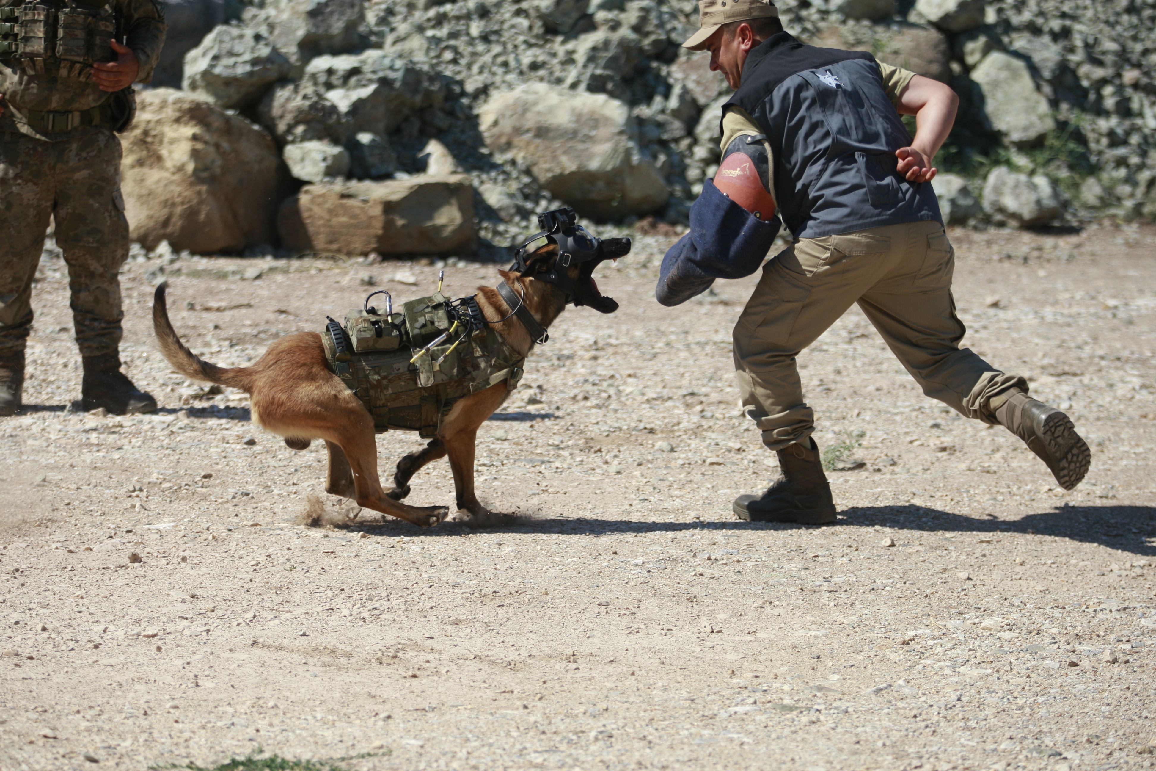 TSK'nın askeri köpekleri için yeni bir sistem geliştirildi