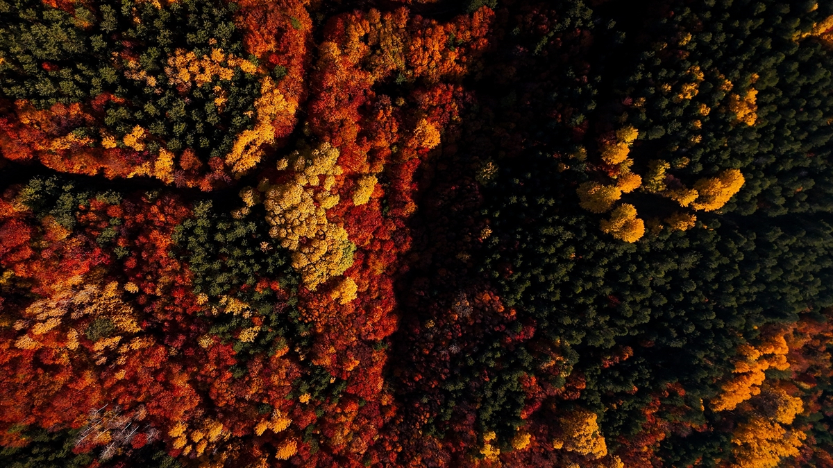 Domaniç Dağları'nda rengarenk sonbahar