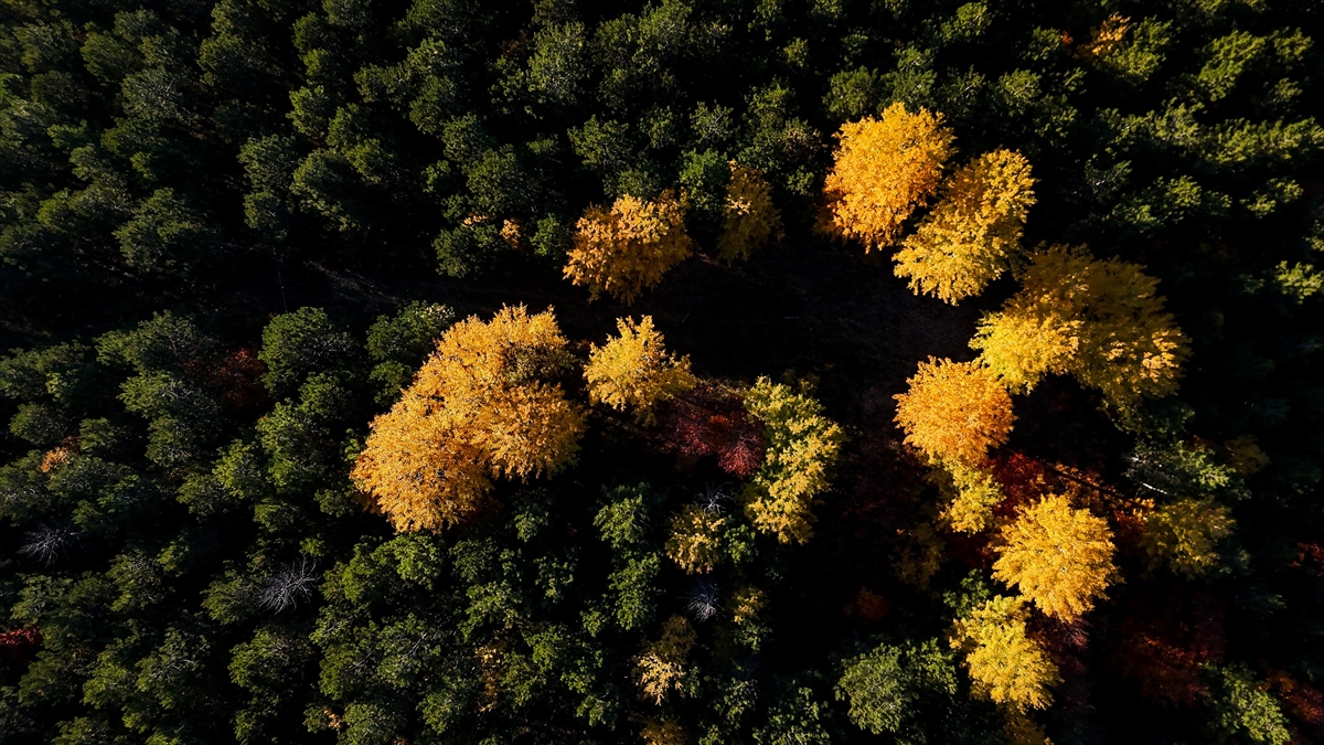 Domaniç Dağları'nda rengarenk sonbahar