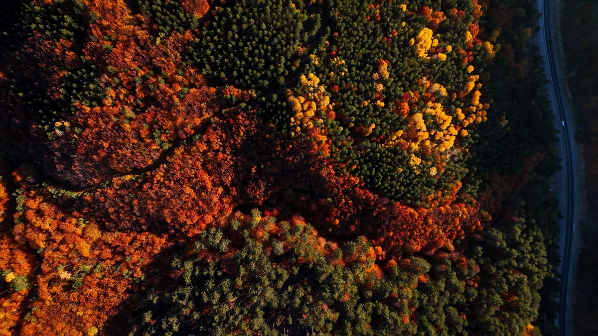 Domaniç Dağları'nda rengarenk sonbahar