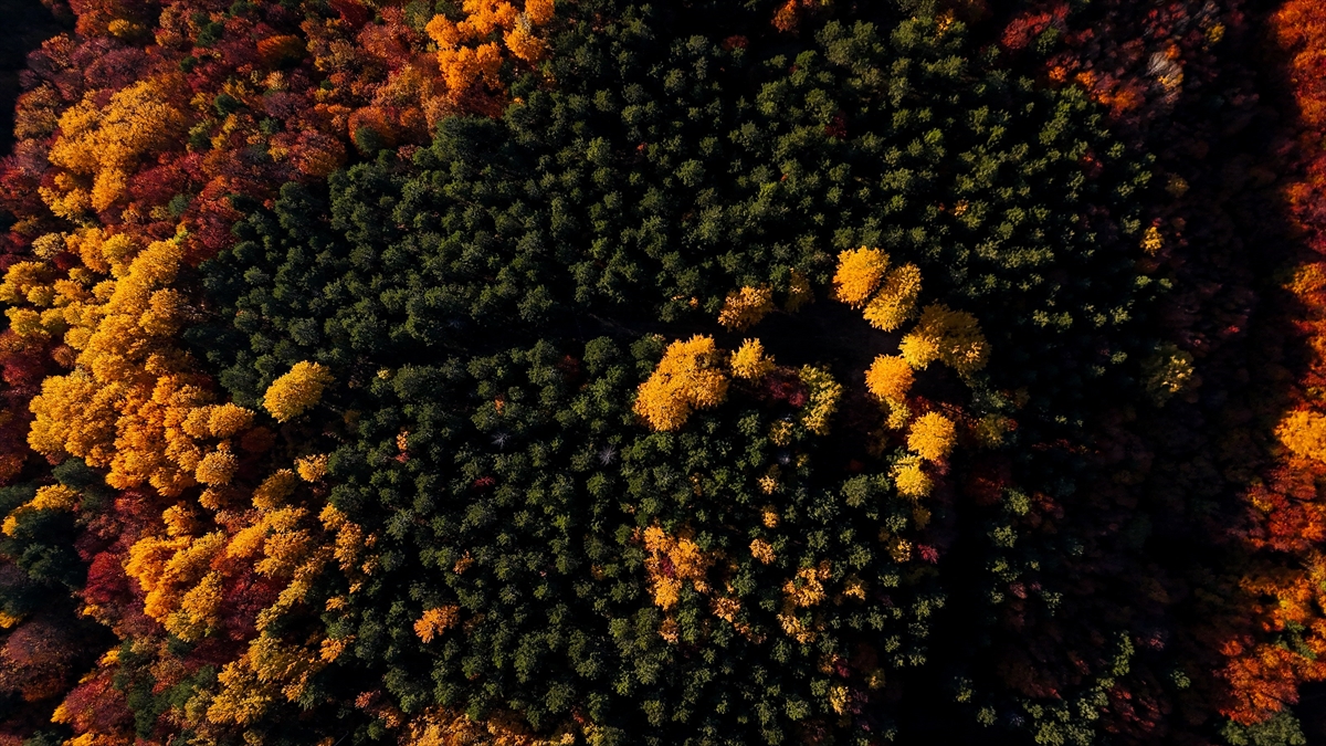 Domaniç Dağları'nda rengarenk sonbahar