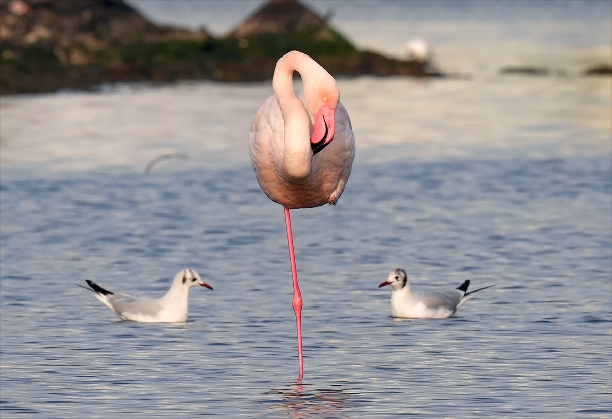 İzmir'in eşsiz güzellikteki flamingoları