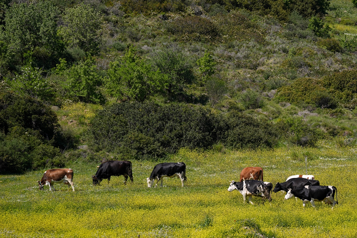 Çıfıt Adası'na yürünerek ulaşılıyor