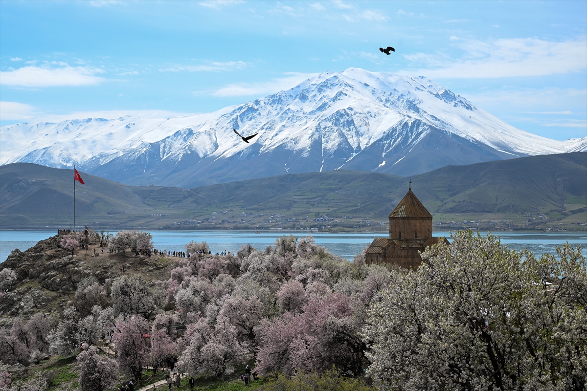 Akdamar Adası, Badem Çiçekleri Festivaliyle renkli görüntülere sahne oldu