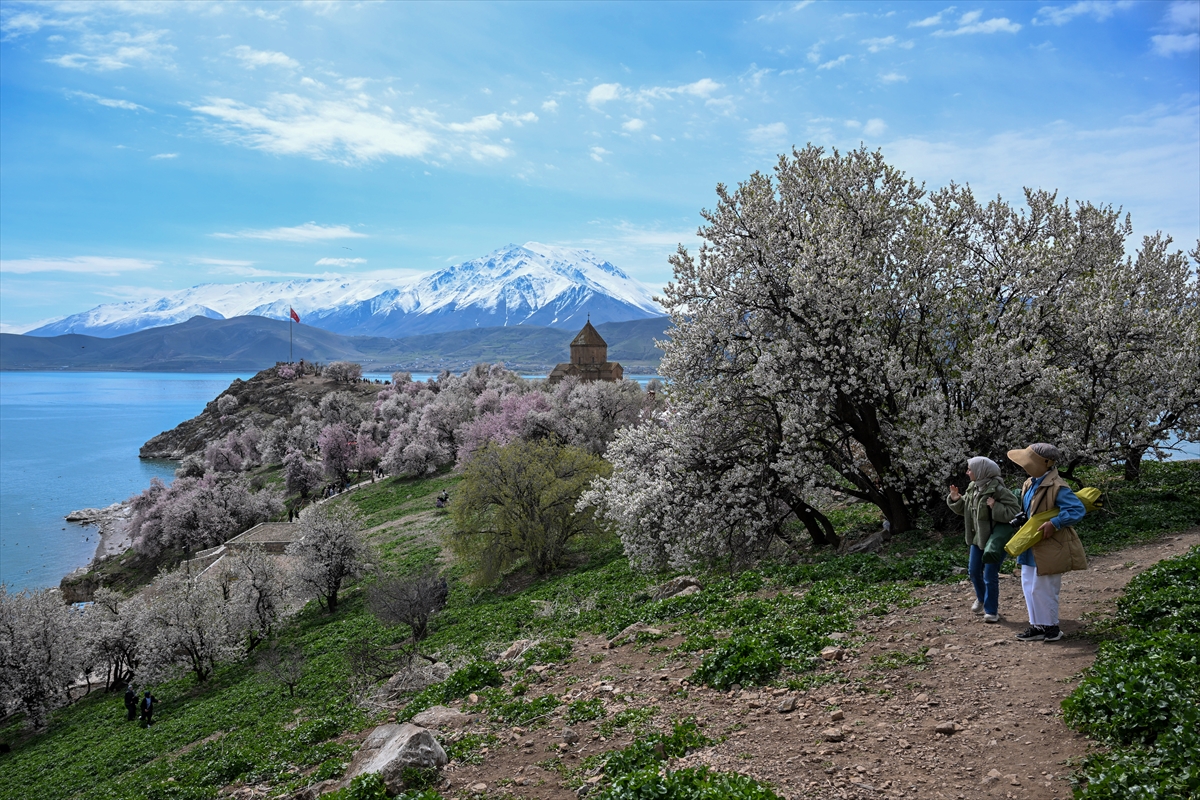 Akdamar Adası, Badem Çiçekleri Festivaliyle renkli görüntülere sahne oldu