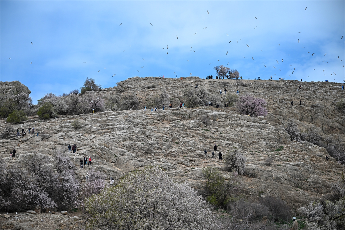 Akdamar Adası, Badem Çiçekleri Festivaliyle renkli görüntülere sahne oldu