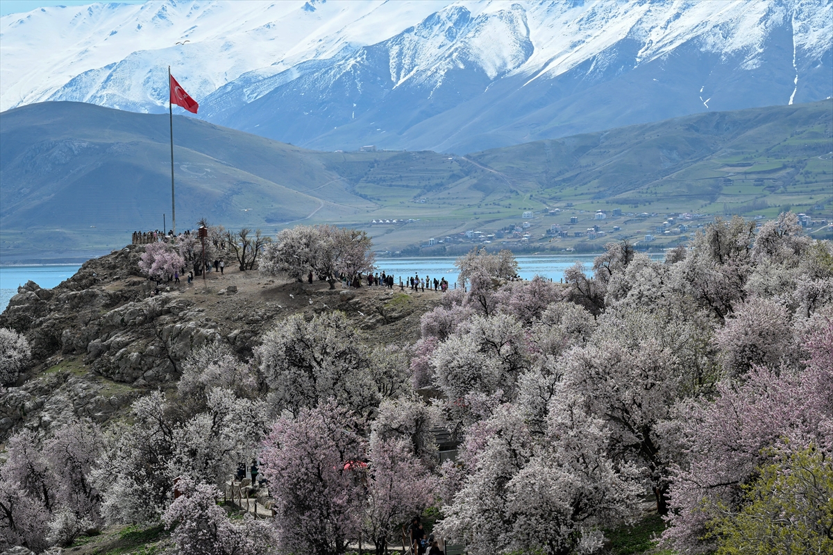 Akdamar Adası, Badem Çiçekleri Festivaliyle renkli görüntülere sahne oldu