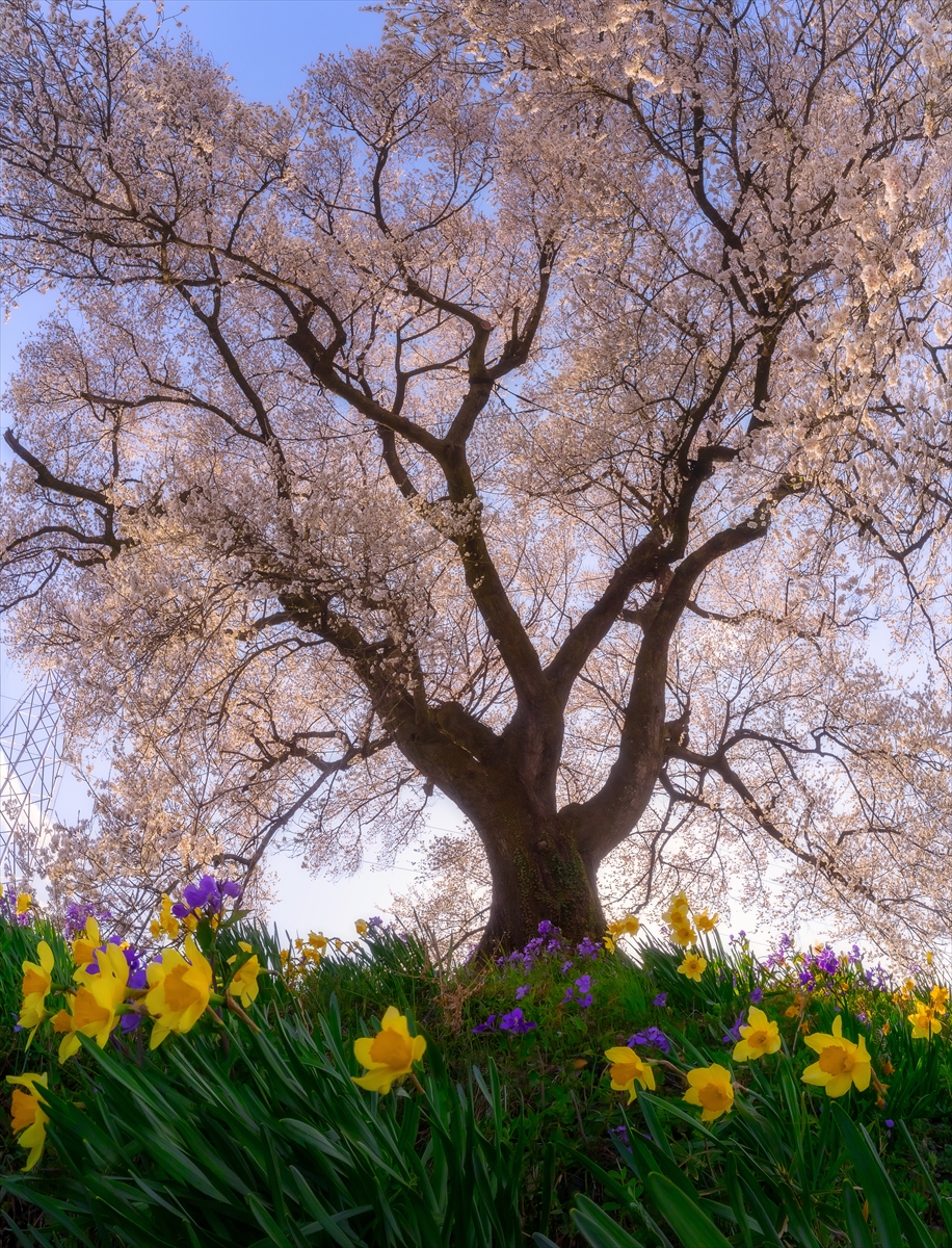 Japonya’daki 330 yıllık Wanitsuka no Sakura ağacı görenleri büyülüyor