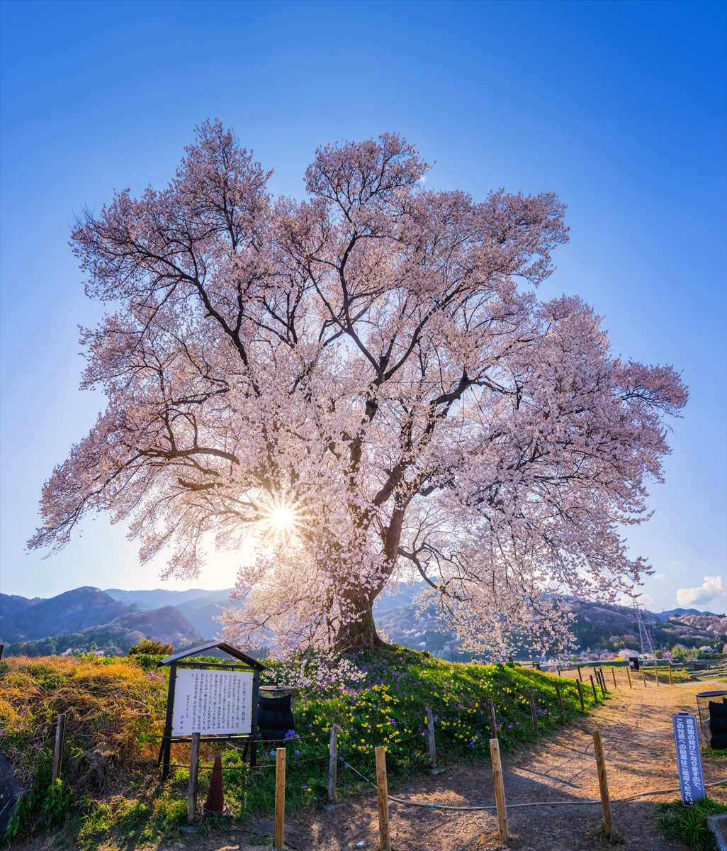 Japonya’daki 330 yıllık Wanitsuka no Sakura ağacı görenleri büyülüyor