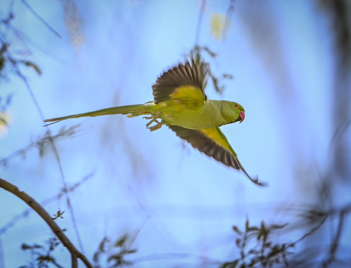Ankara semalarının egzotik konukları yeşil papağanlar