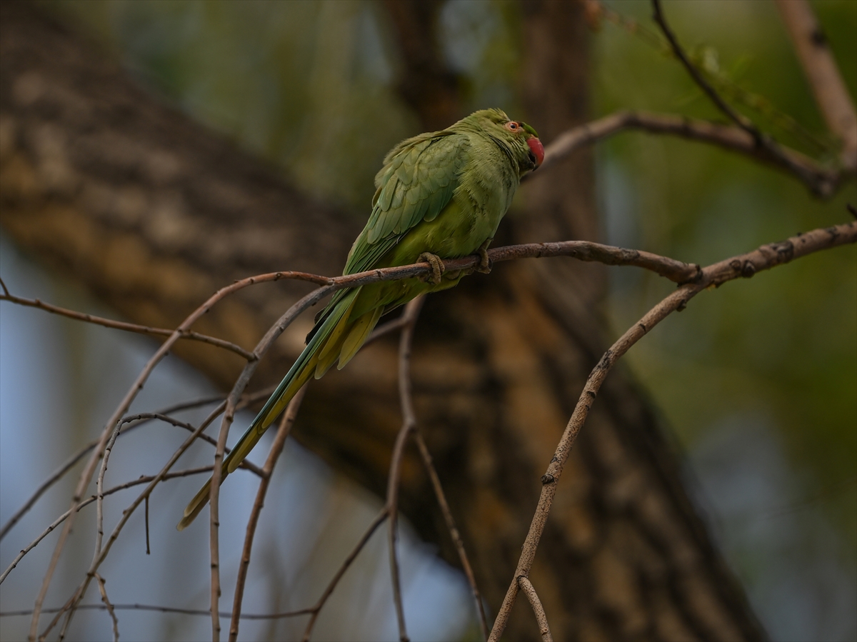 Ankara semalarının egzotik konukları yeşil papağanlar