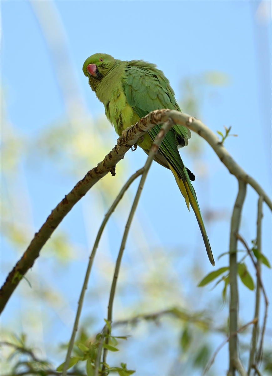 Ankara semalarının egzotik konukları yeşil papağanlar