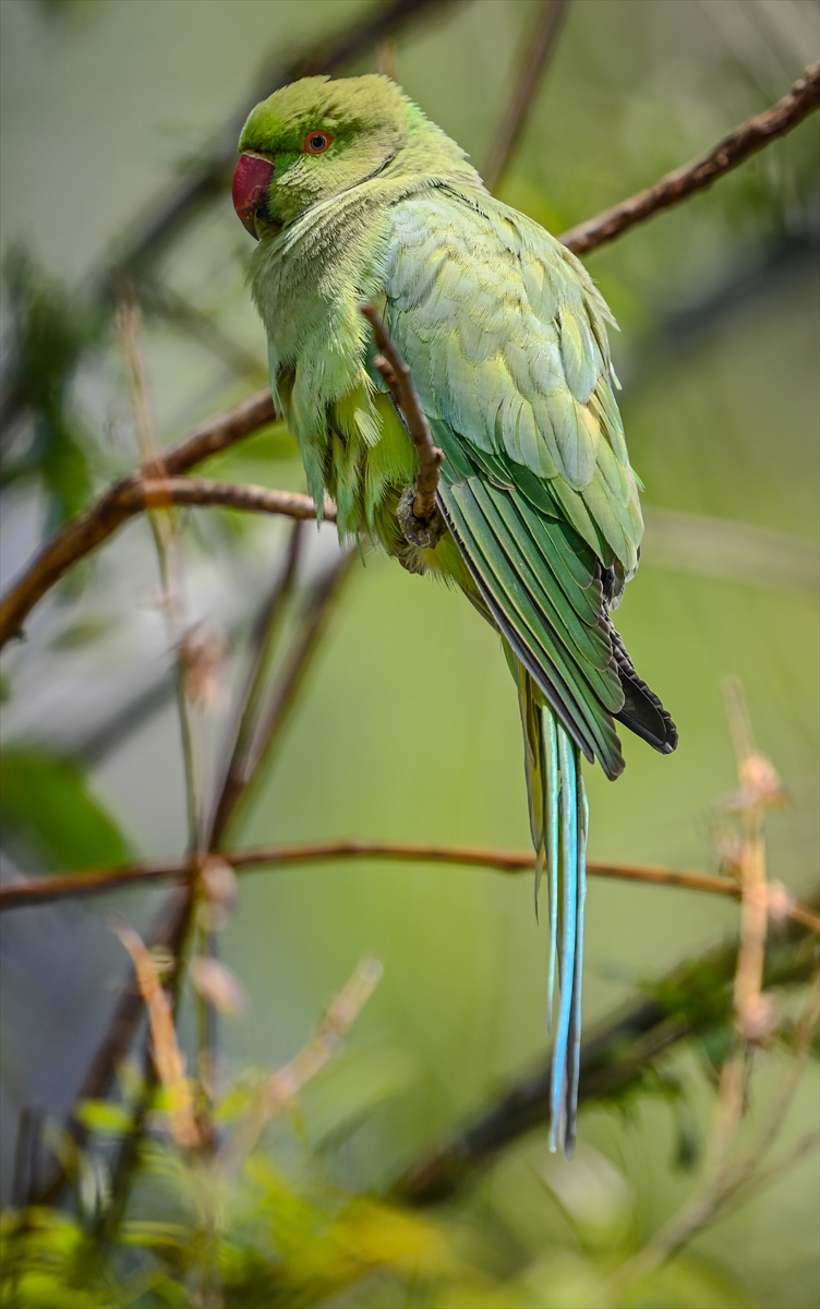 Ankara semalarının egzotik konukları yeşil papağanlar