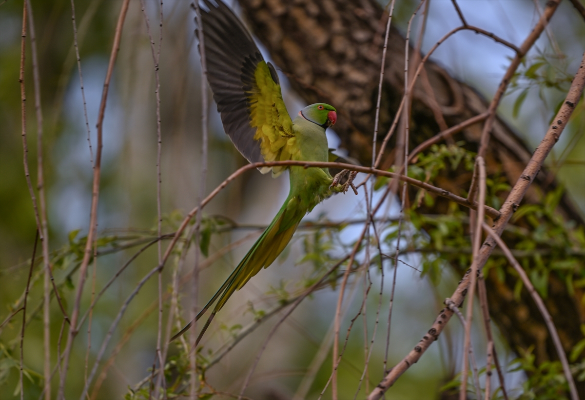 Ankara semalarının egzotik konukları yeşil papağanlar
