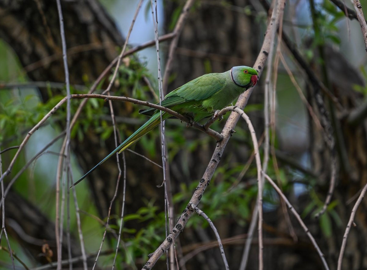 Ankara semalarının egzotik konukları yeşil papağanlar