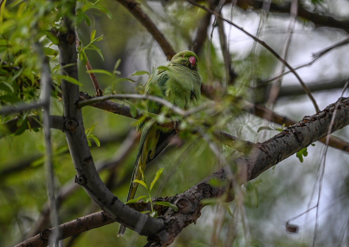Ankara semalarının egzotik konukları yeşil papağanlar