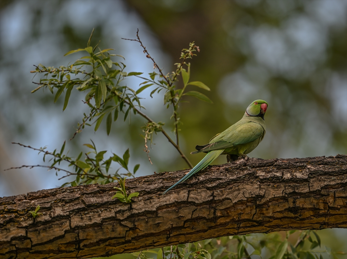 Ankara semalarının egzotik konukları yeşil papağanlar