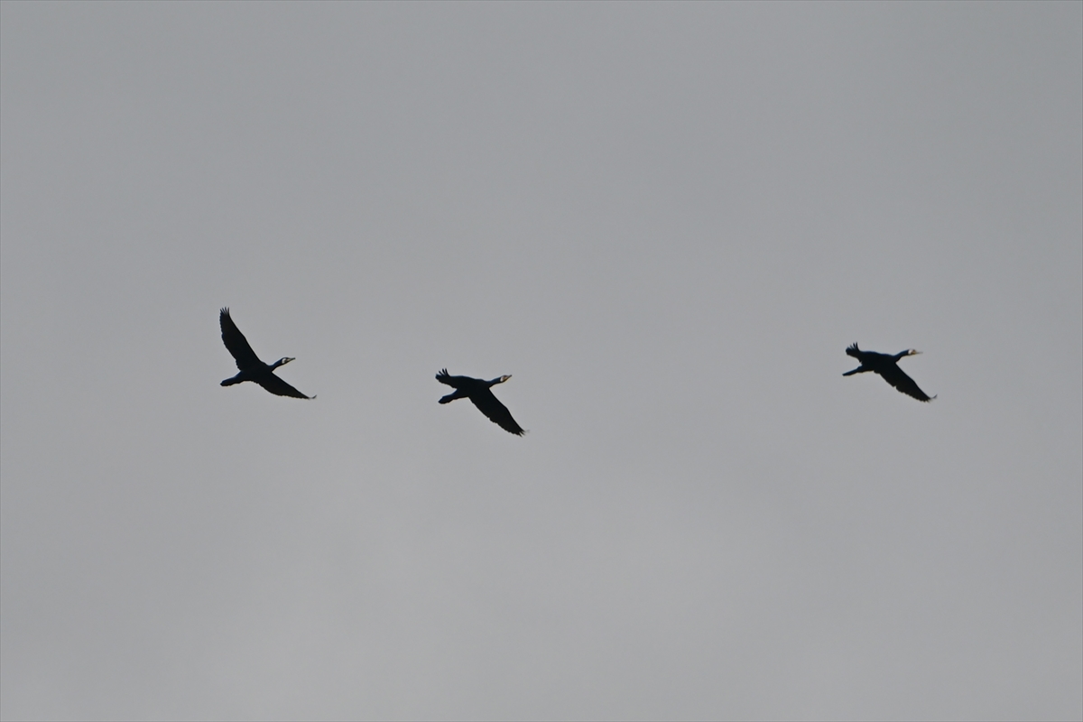 Manisa'daki lav kalıntıları göçmen kuşlarla canlandı