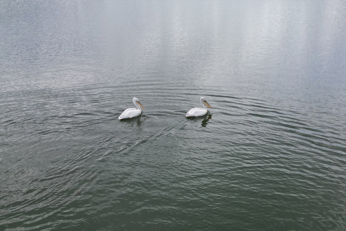Manisa'daki lav kalıntıları göçmen kuşlarla canlandı
