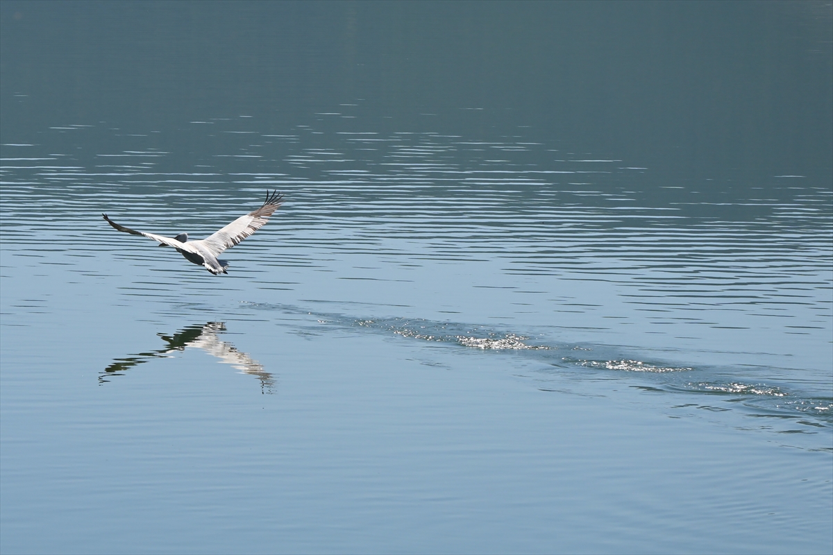 Manisa'daki lav kalıntıları göçmen kuşlarla canlandı