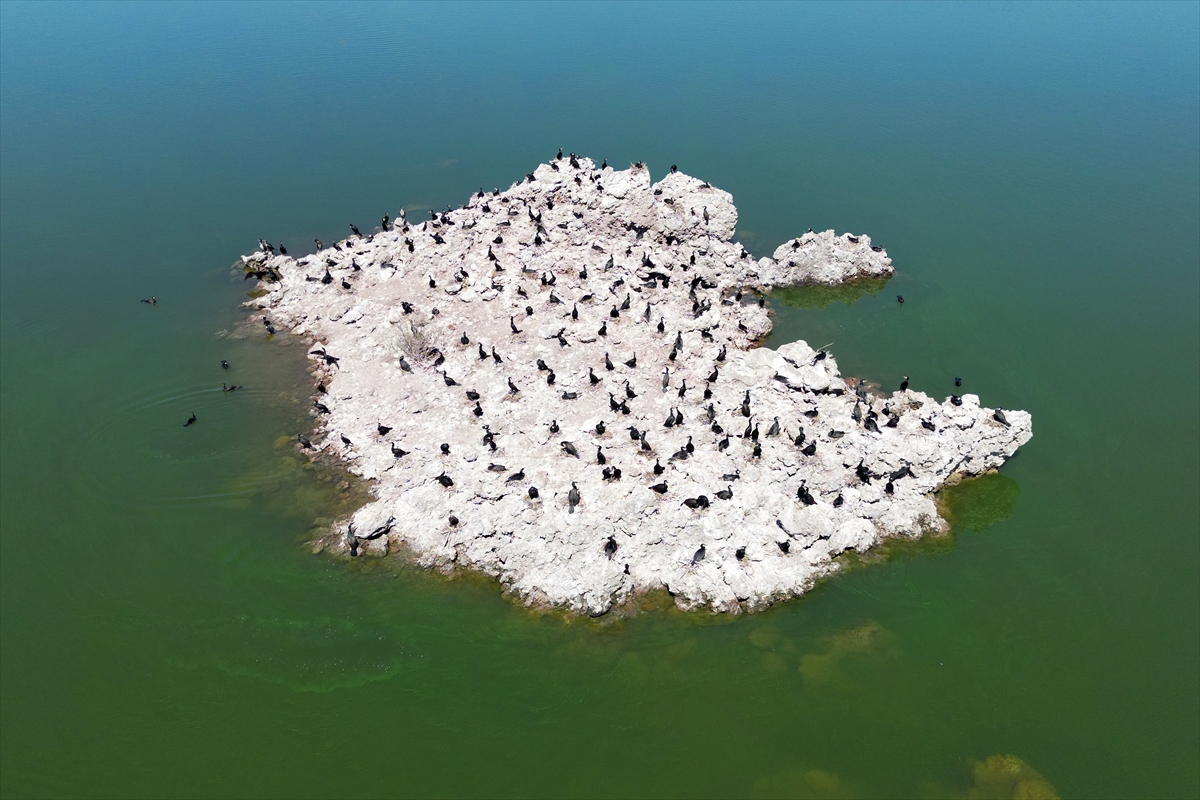 Manisa'daki lav kalıntıları göçmen kuşlarla canlandı