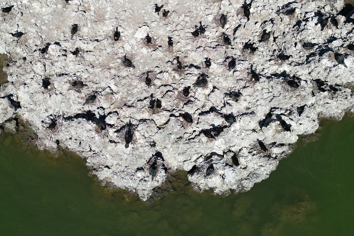 Manisa'daki lav kalıntıları göçmen kuşlarla canlandı