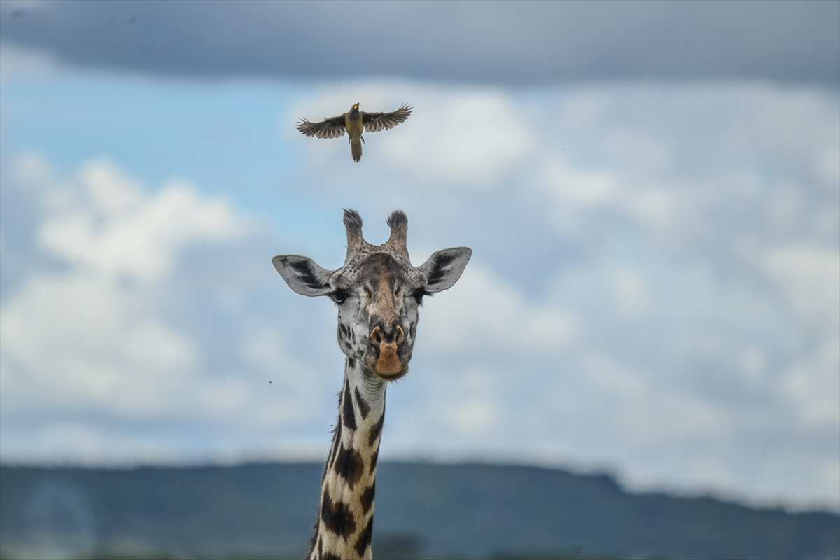 Kenya'daki Maasai Mara doğal yaşam alanına göç başladı