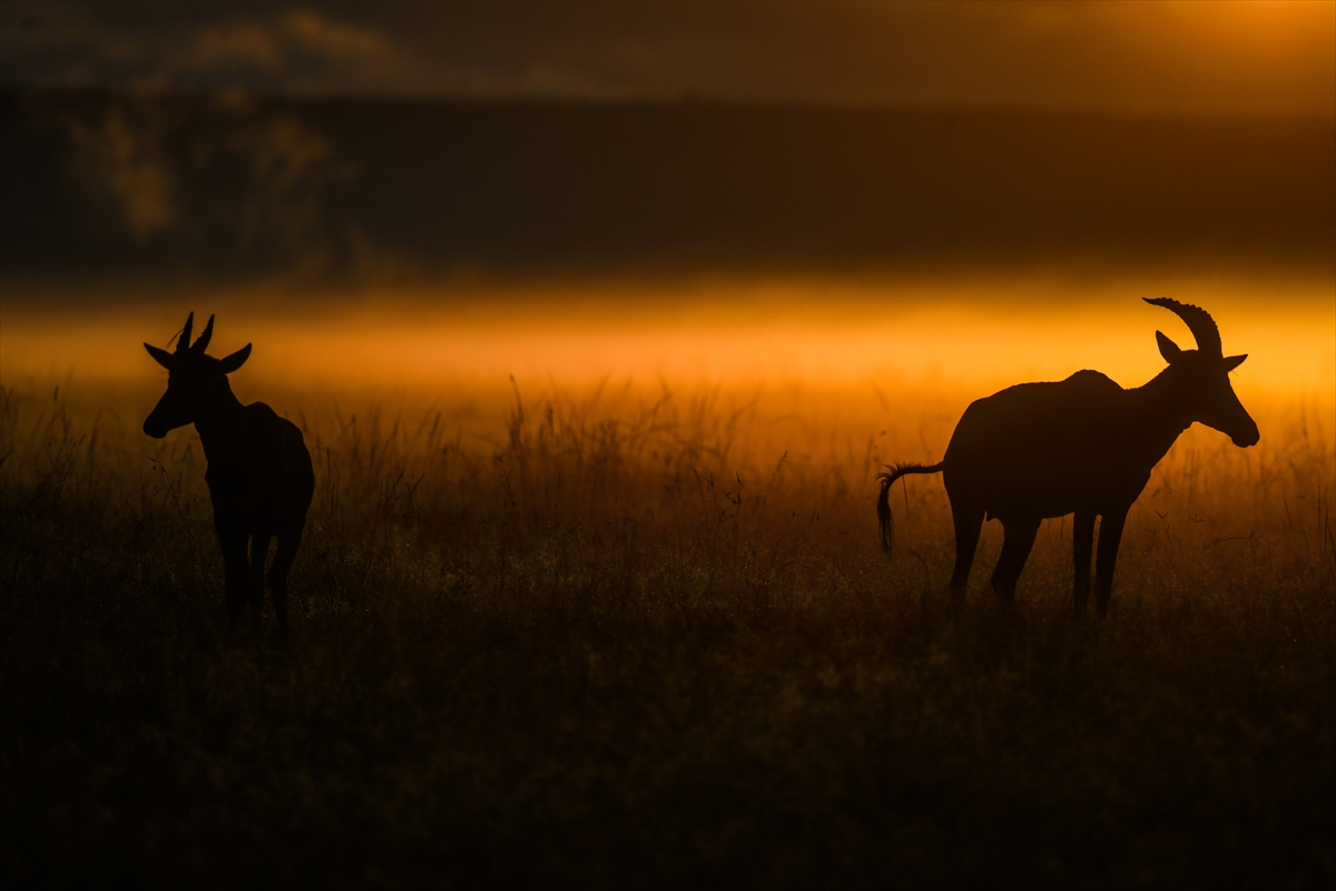 Kenya'daki Maasai Mara doğal yaşam alanına göç başladı