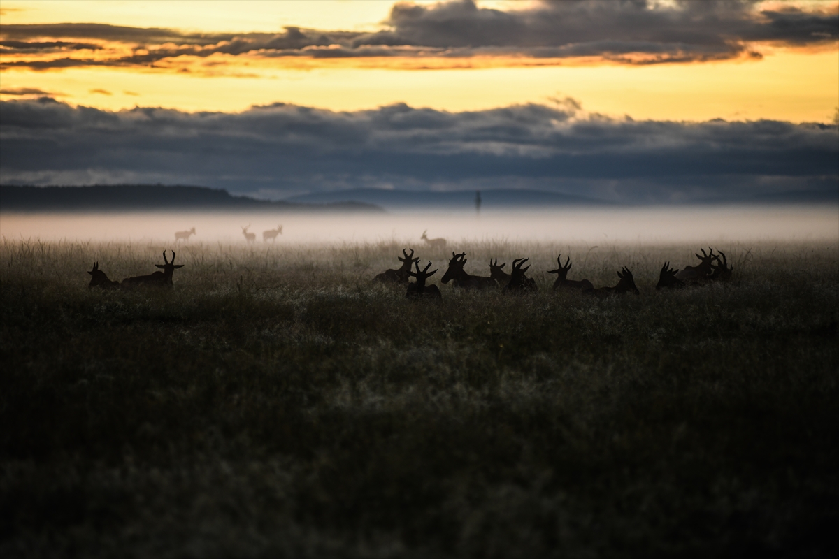 Kenya'daki Maasai Mara doğal yaşam alanına göç başladı