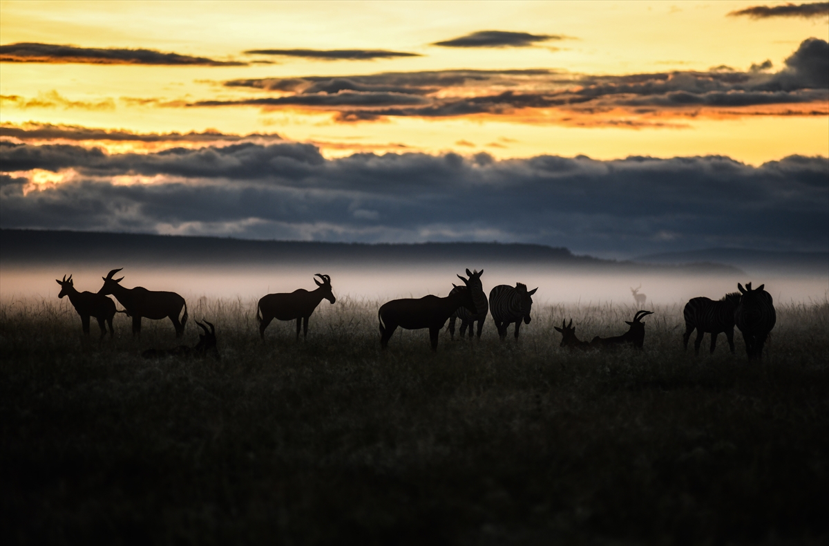 Kenya'daki Maasai Mara doğal yaşam alanına göç başladı