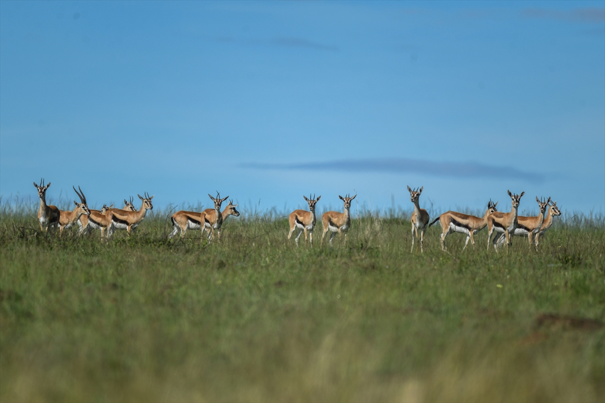 Kenya'daki Maasai Mara doğal yaşam alanına göç başladı