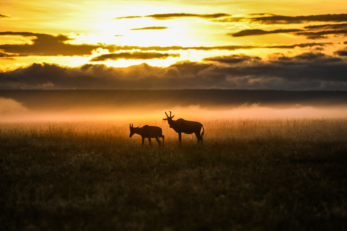 Kenya'daki Maasai Mara doğal yaşam alanına göç başladı