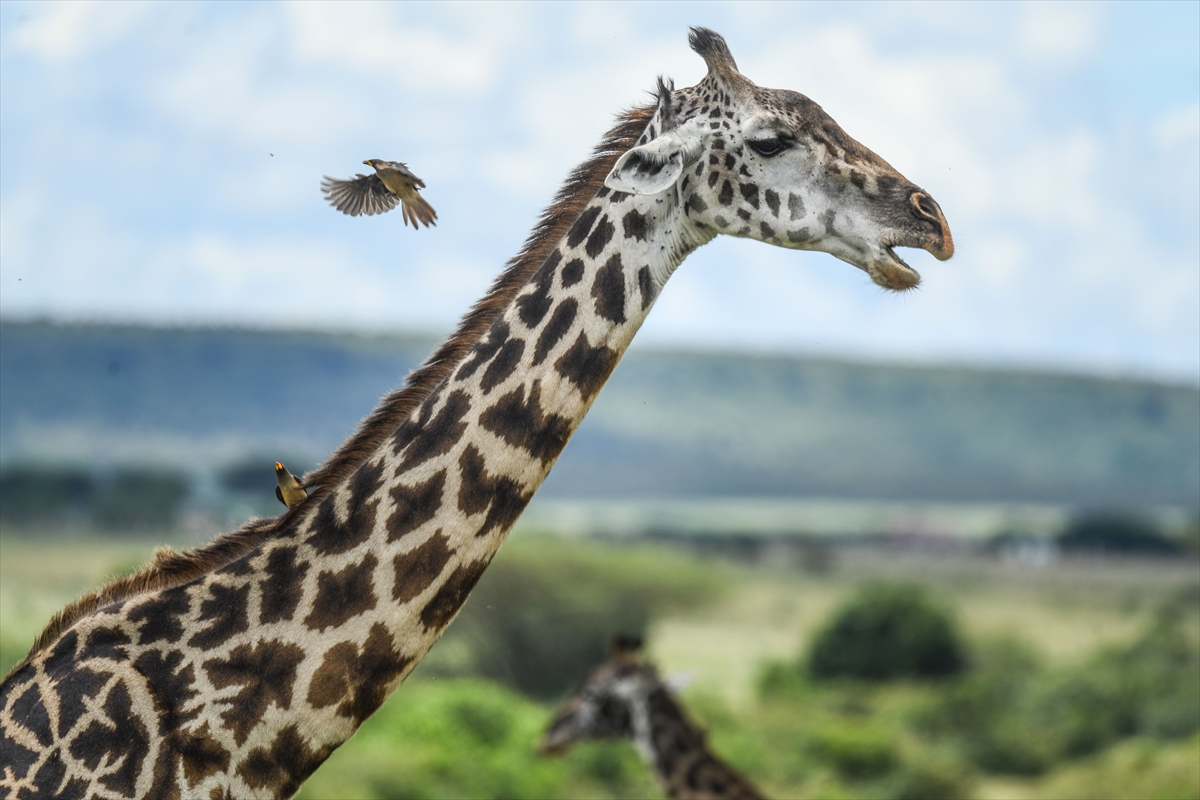 Kenya'daki Maasai Mara doğal yaşam alanına göç başladı