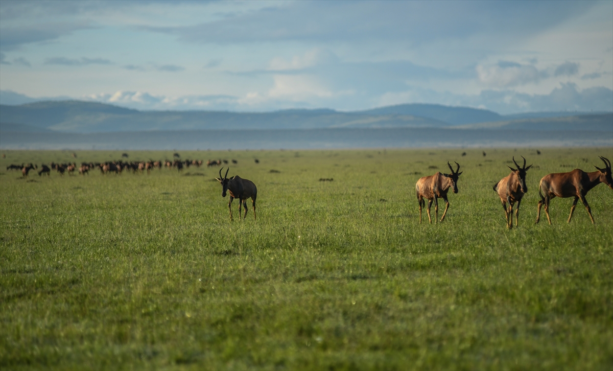 Kenya'daki Maasai Mara doğal yaşam alanına göç başladı