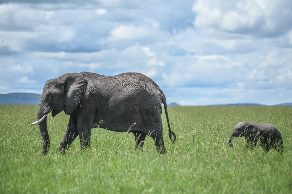 Kenya'daki Maasai Mara doğal yaşam alanına göç başladı