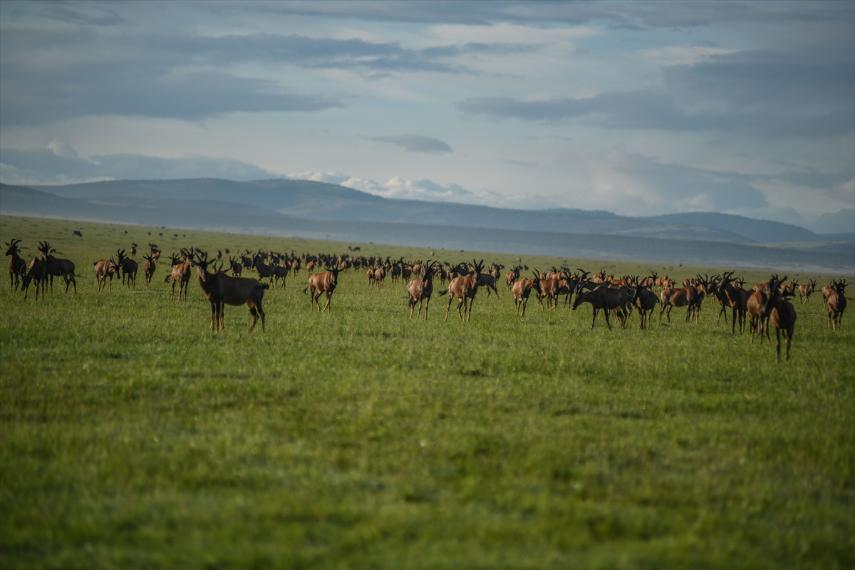Kenya'daki Maasai Mara doğal yaşam alanına göç başladı