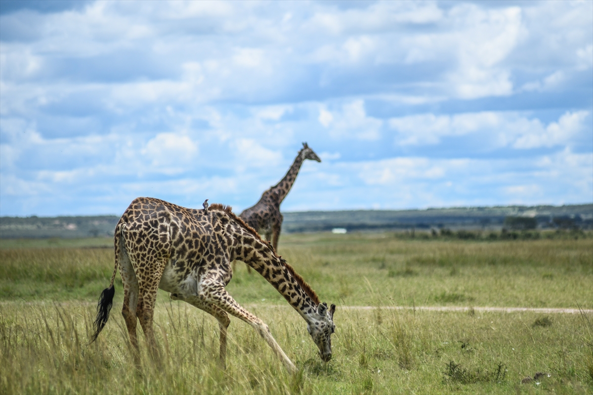 Kenya'daki Maasai Mara doğal yaşam alanına göç başladı