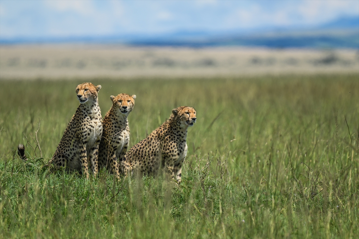 Kenya'daki Maasai Mara doğal yaşam alanına göç başladı