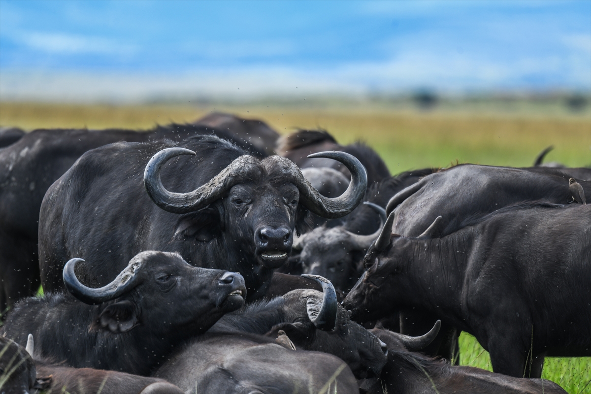 Kenya'daki Maasai Mara doğal yaşam alanına göç başladı