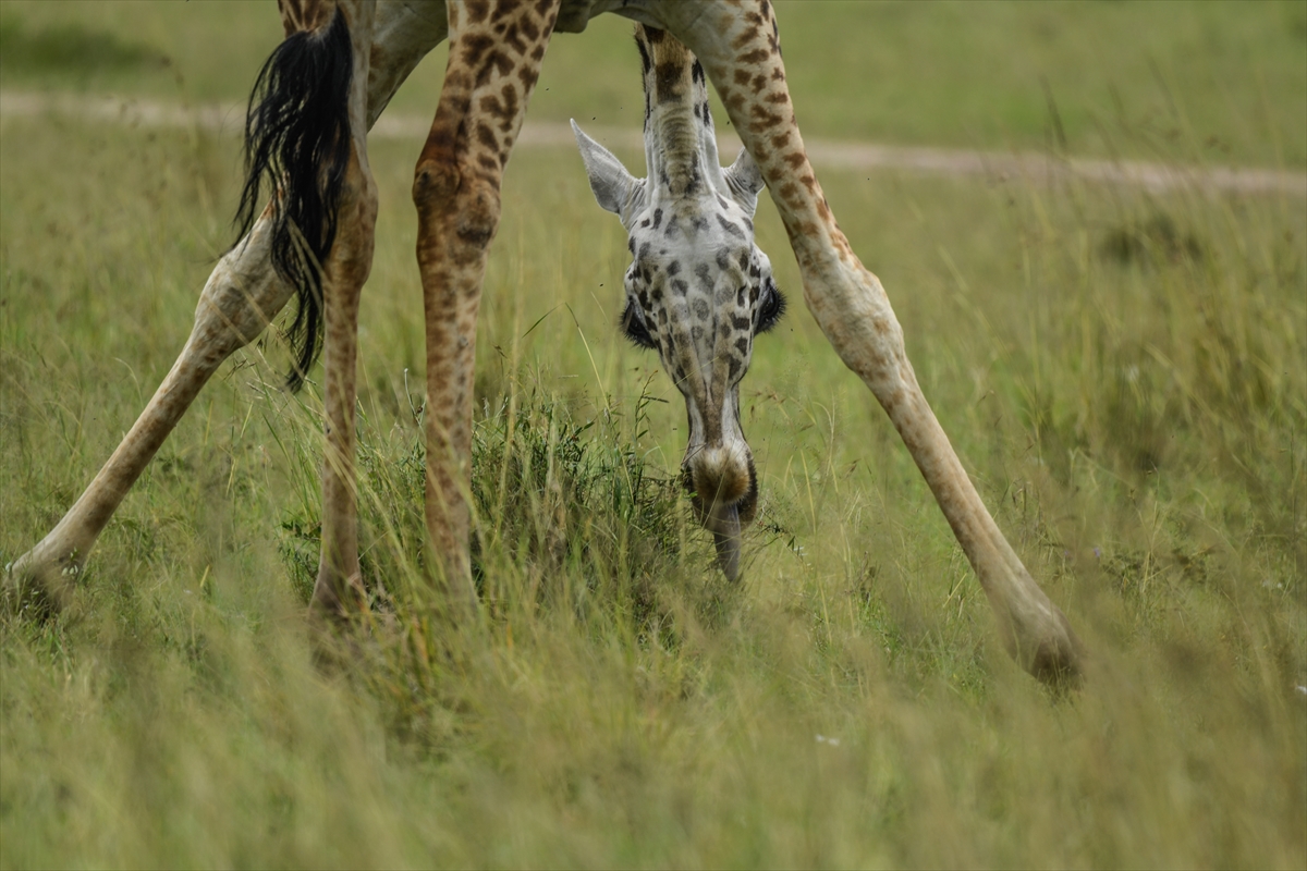 Kenya'daki Maasai Mara doğal yaşam alanına göç başladı