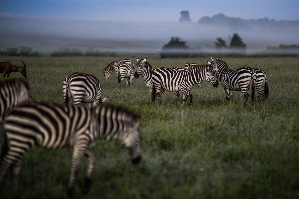Kenya'daki Maasai Mara doğal yaşam alanına göç başladı