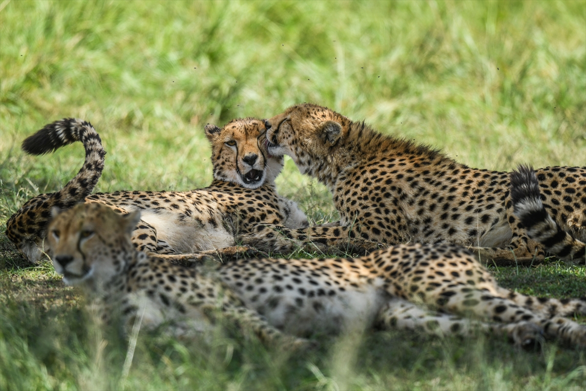 Kenya'daki Maasai Mara doğal yaşam alanına göç başladı